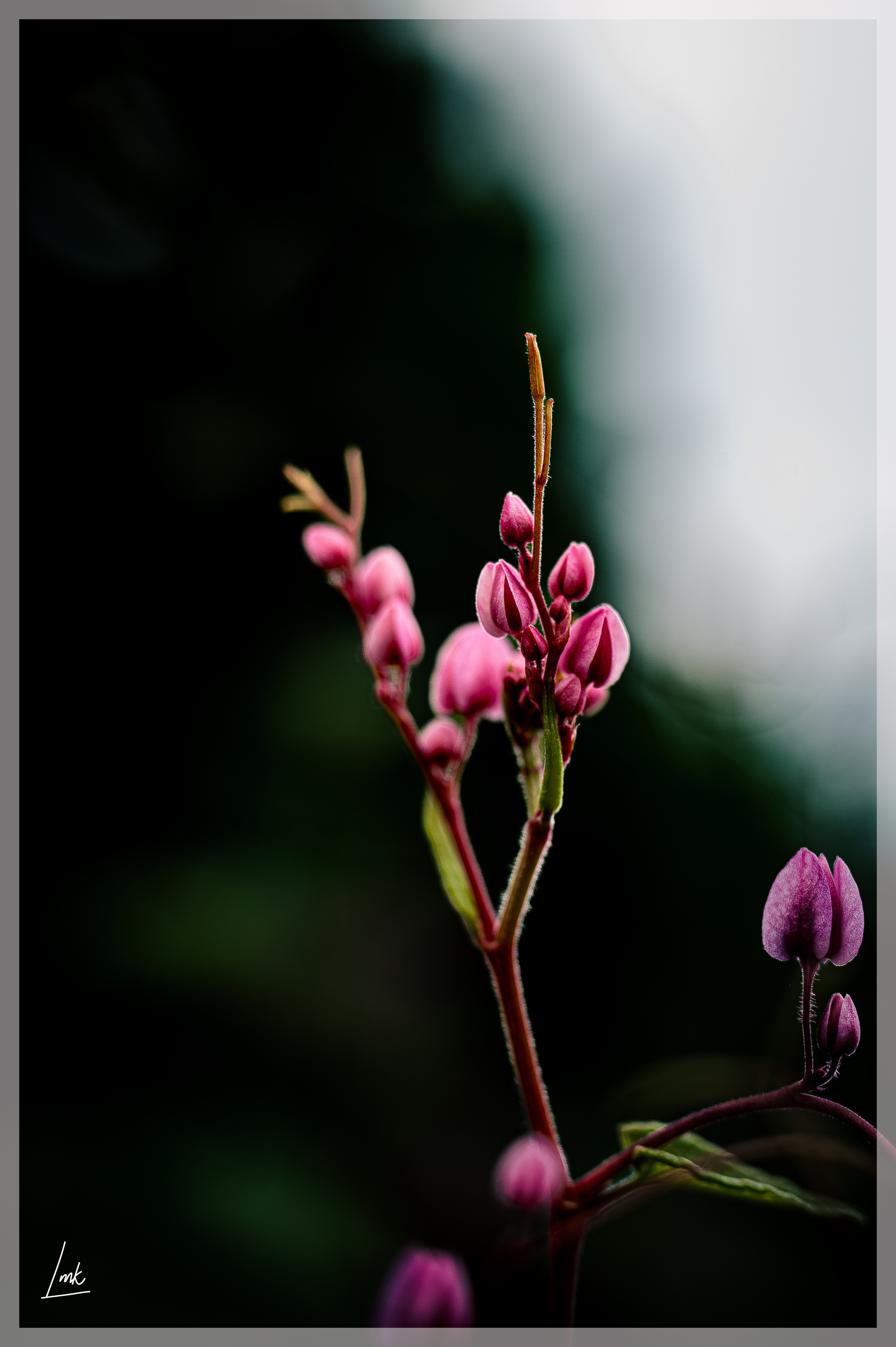 Phong Cảnh & Macro