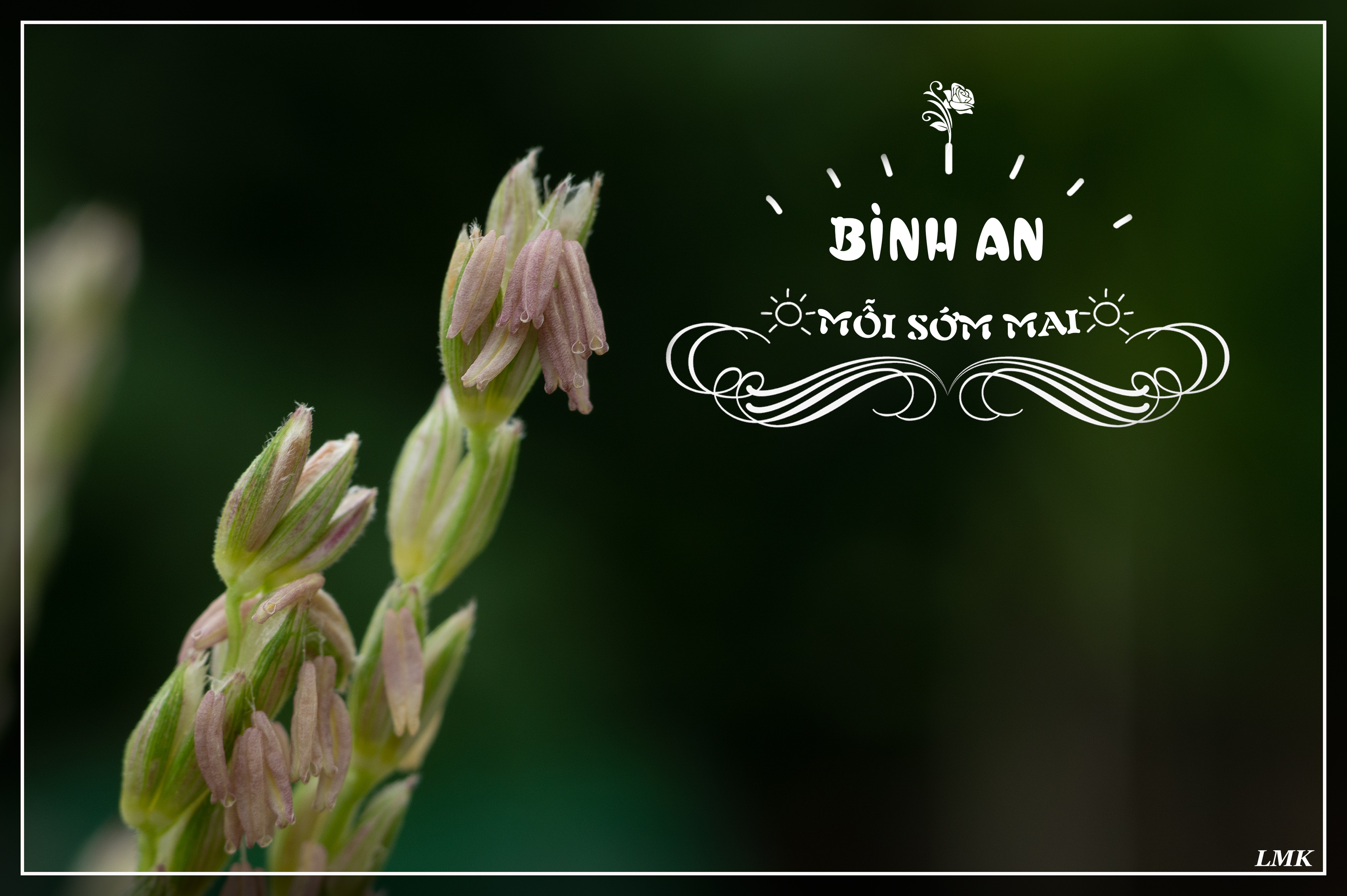 Gió Nhẹ Trong Tầm Mắt